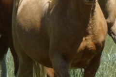 daisy front lefitsh trotting in 6-28-09