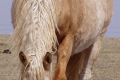 daisy front topline neck 42107