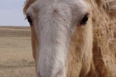 daisy head closeup 406