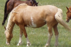 daisy left eating 6-28-09