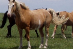 daisy left frontish alert 6-28-09