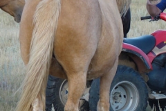 daisy rear rtish 9-10-11