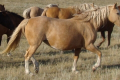 daisy rt trotting 9-10-11