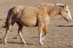 daisy rt walking 3807