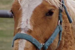 dew face closeup 606