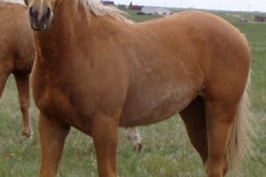 dew left front semi posed2 52907