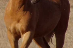 dew left frontish turning 82706