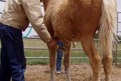 dew left rear belly brushing don 606