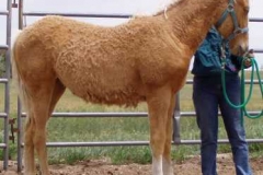 dew rt being brushed 606