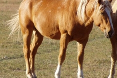 dew rt frontish lazy 92908