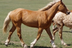 dew rt trotting 53108