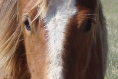 didley face closeup 2 5-16-15