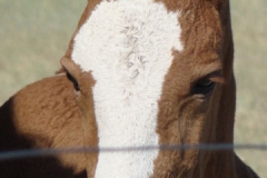 duke face closeup 6-28-13