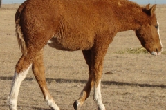 duke rt rearish walking 2 12-1-13