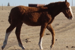 duke rt walking 12-1-13