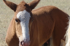 duke topline closeup 6-28-13