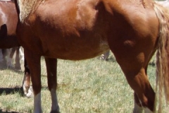 flah rear leftish 62808