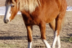 flash front leftish wlaking 9907