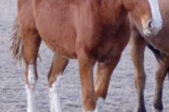 flash front rtish 11806