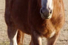 fron front rtish 9907