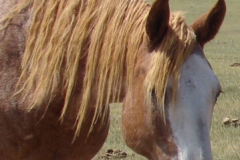 fron head and neck rt 7-21-13