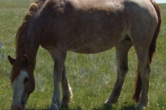 fron left eating 6-25-11