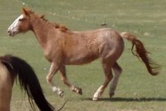 fron left running 53108