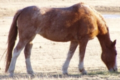 fron left stratched out eating 9907