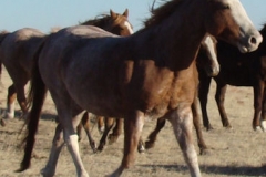 fron rt frontish trotting 11-27-11