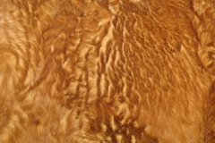 grits closeup wave big 1-29-11