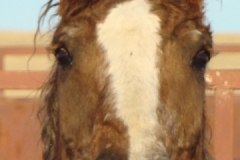 grits face closeup 1-29-11