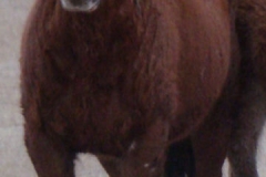 grits font pretty 2-19-11