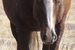 grits front head down 11-2-12