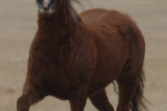 grits front leftish trottingin 1-30-11