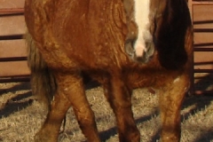 grits front rtish walking 1-29-11