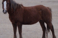 grits left posed 2-19-11