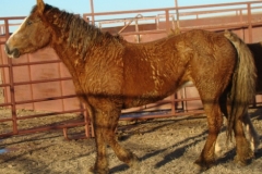 grits left walking 1-29-11