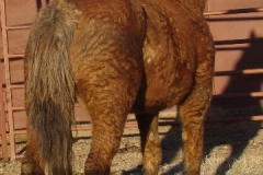 grits rear rtish 1-29-11