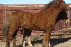 grits rt alert 1 1-29-11