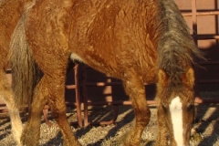 grits rt front turning rt had down 1-29-11