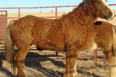 grits rt frontish alert 1-29-11