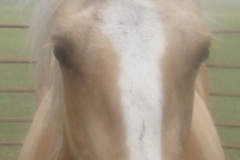 bop face closeup 6-16-12