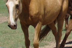 bop left front pretty 6-20-15