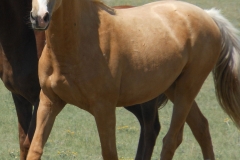 bop left trotting 5-2012