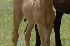 halebop front rtish 7-10
