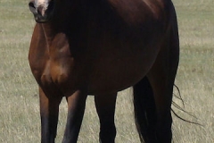 ruby front leftish trotting in 5-16-15