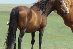 ruby rt rearish looking to side 6-20-10