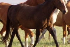 ruby rt trotting 62808