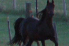 haley front left highstepping 5-25-10