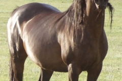 haley rt frontish alert posed 62808